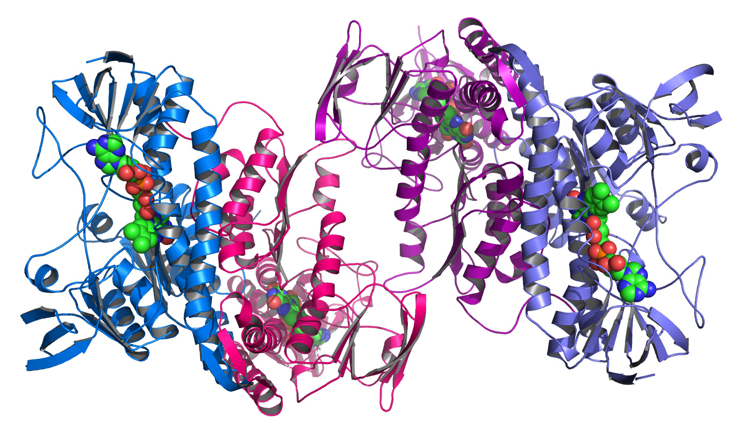Argonne's_Midwest_Center_for_Structural_Genomics_deposits_1,000th_protein_structure